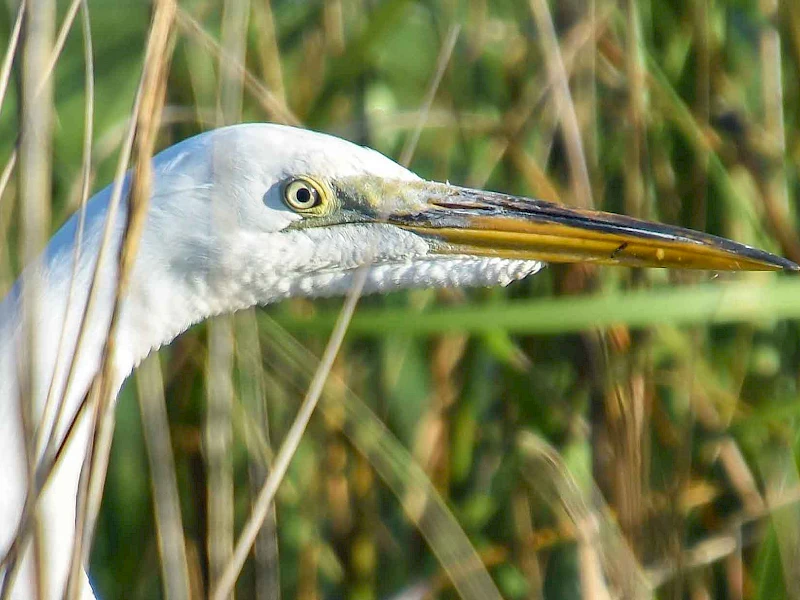 Birds in natural habitat