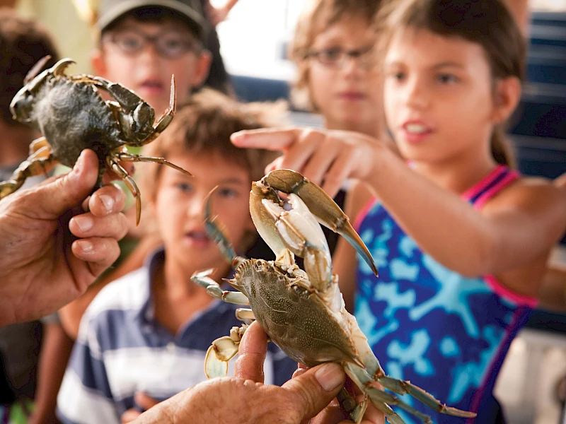 Blue crabbing tour