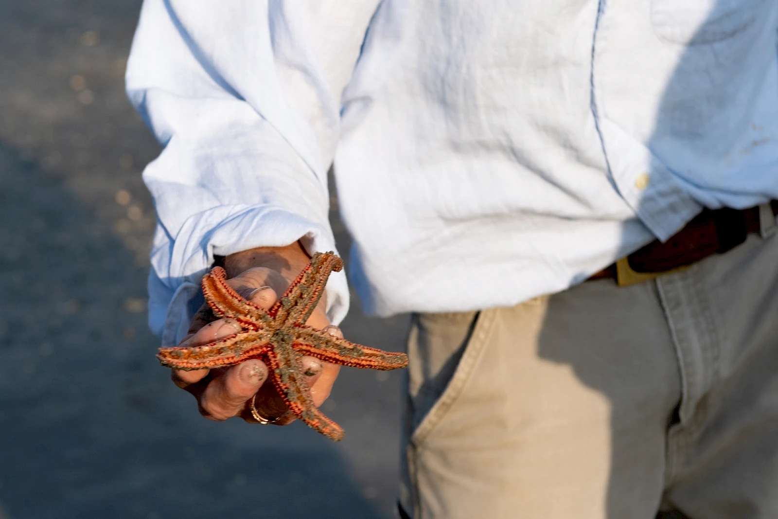 Discover the sea creatures