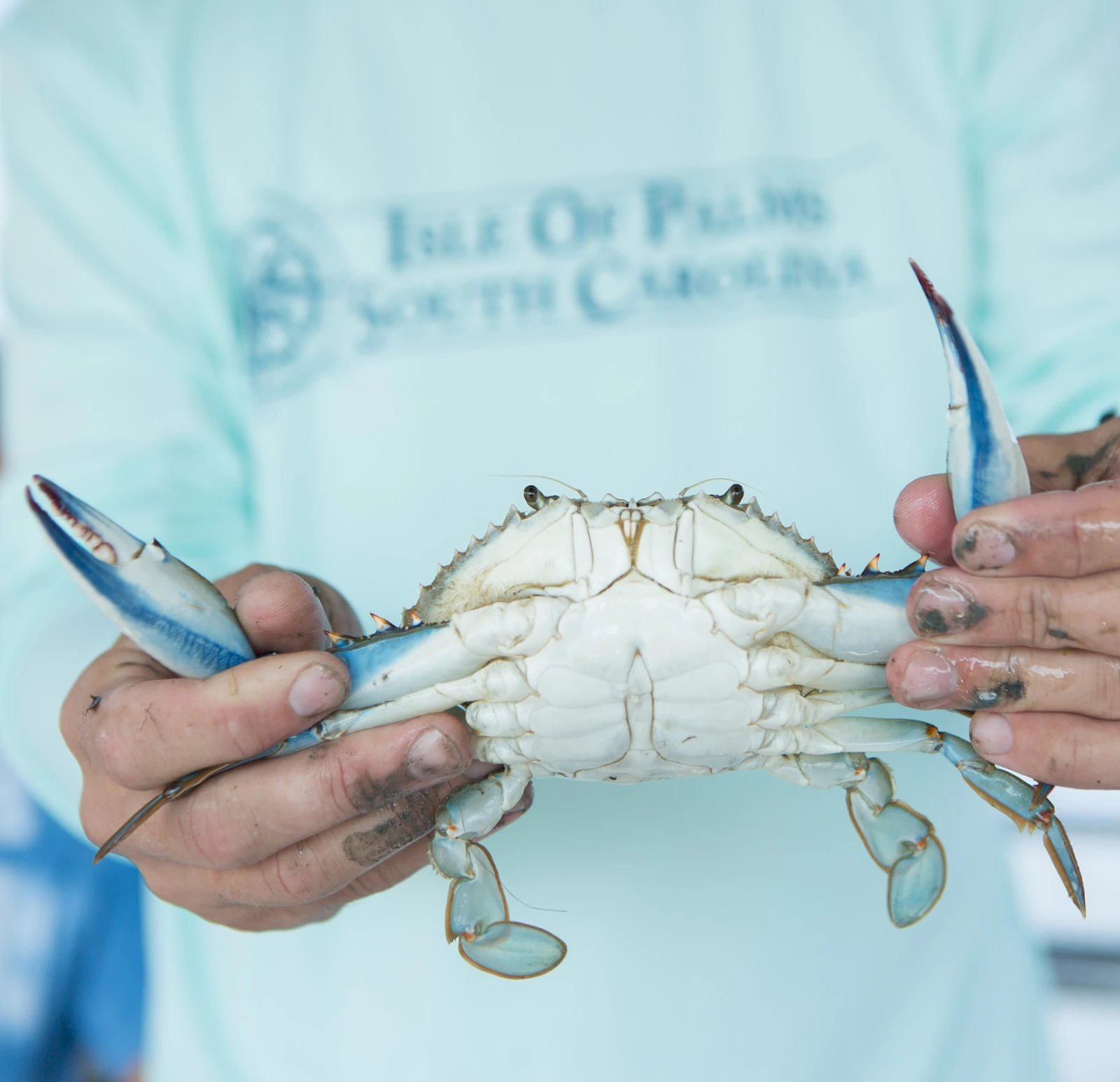 Blue crab demonstration