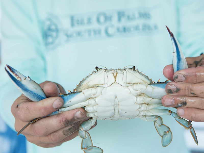 Blue crab demonstration