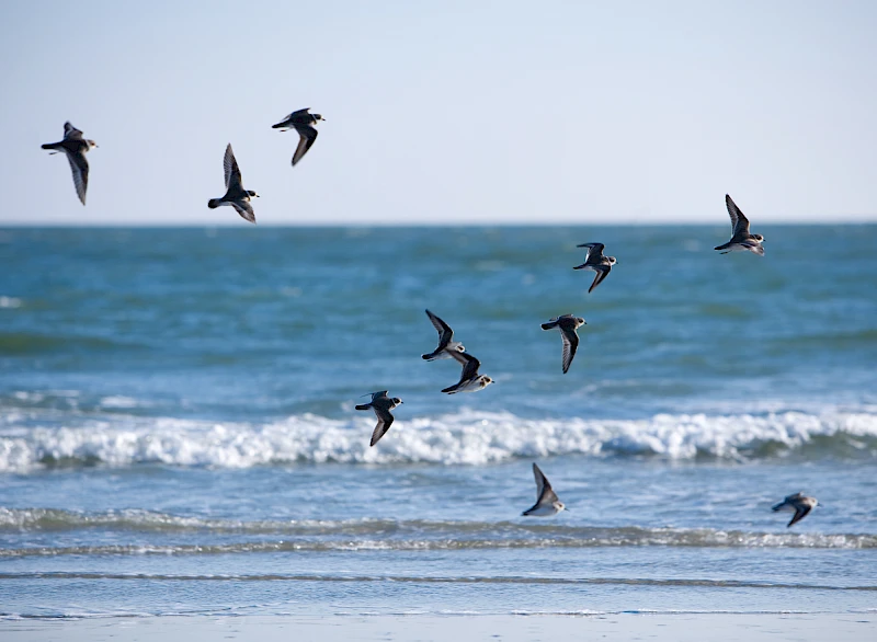 Wonders of Wildlife of Isle of Palms