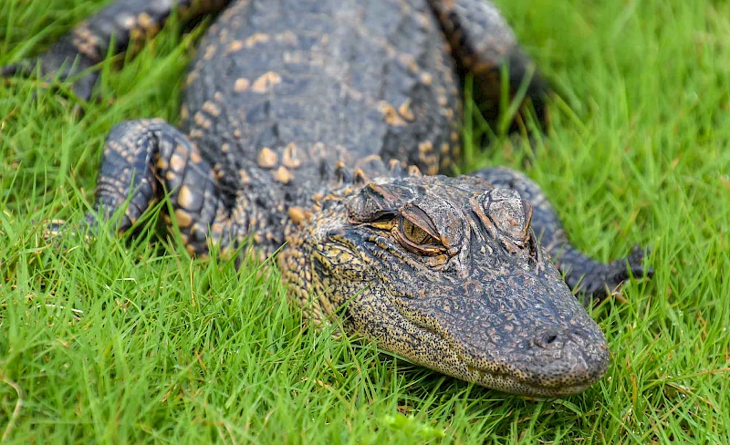 Cape Romain National Wildlife Refuge