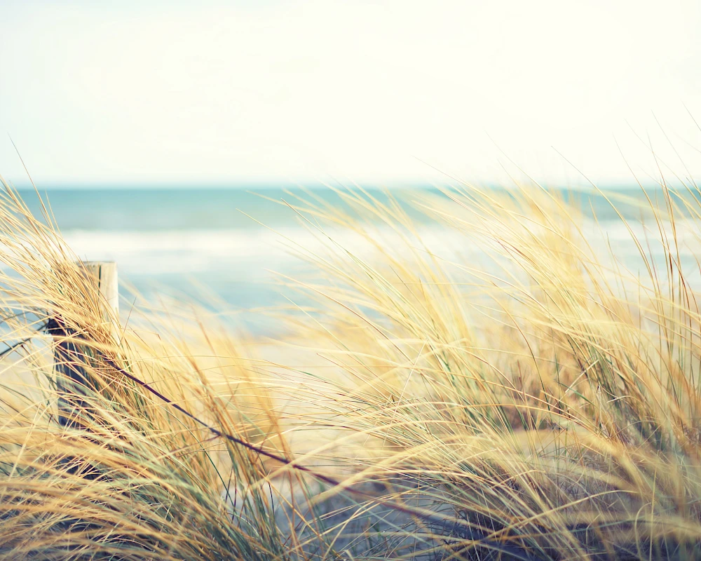 Golden beach grasses sway beside a simple fence, with the sea and soft sky beyond, inviting calm coastal vibes.