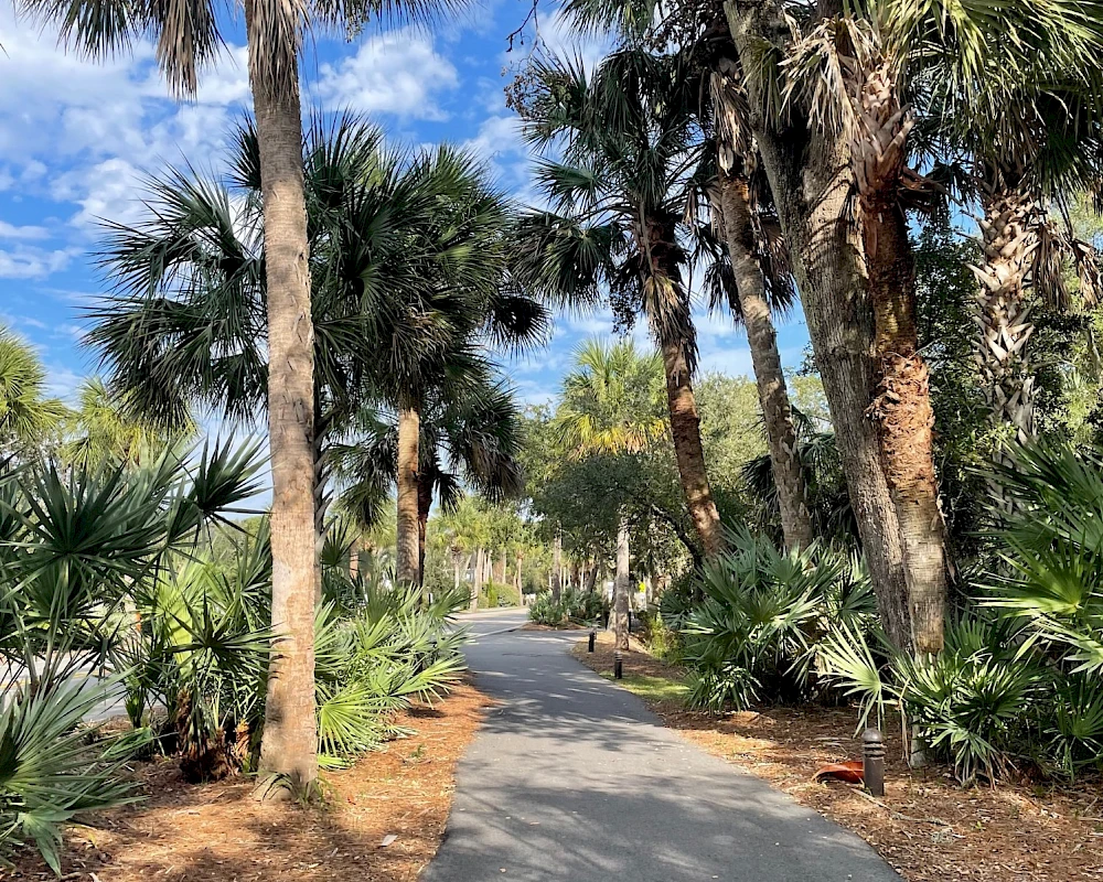 A paved path winds through a tropical garden with tall palm trees, lush plants, and dappled sunlight along the trail.